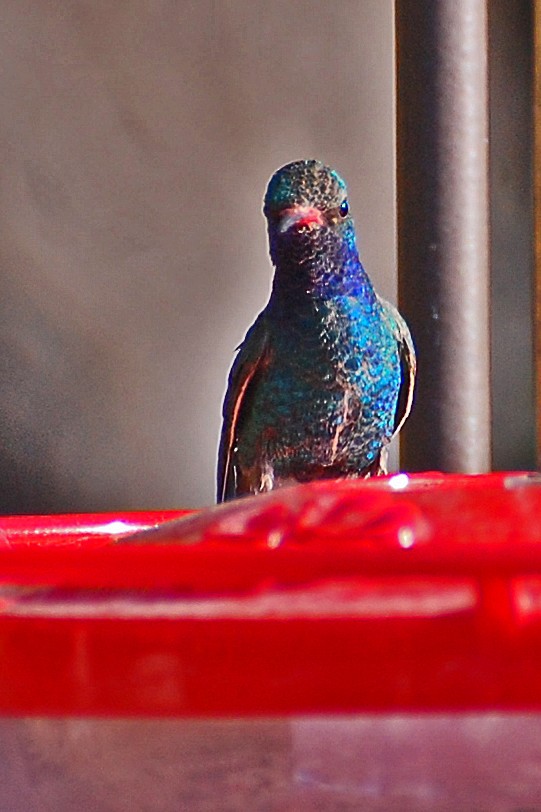 Broad-billed Hummingbird - ML243455501