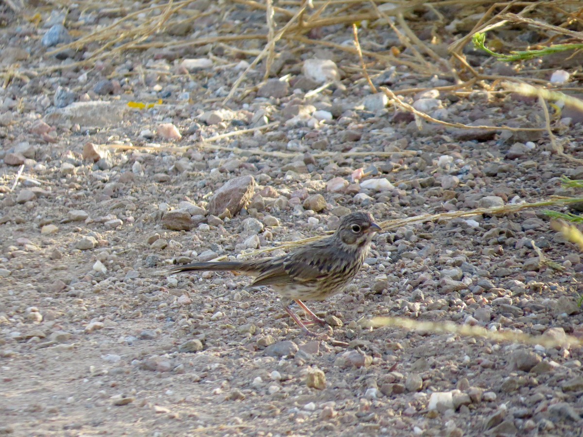 Bell's Sparrow - ML243455721