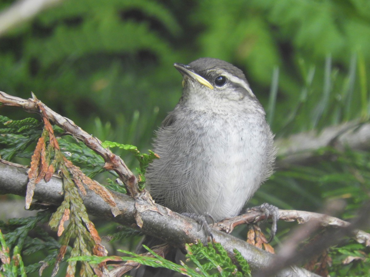 Bewick's Wren - ML243456021