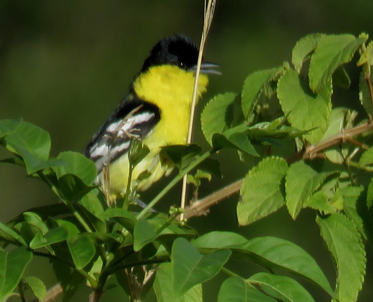 White-tailed Iora - ML243457801