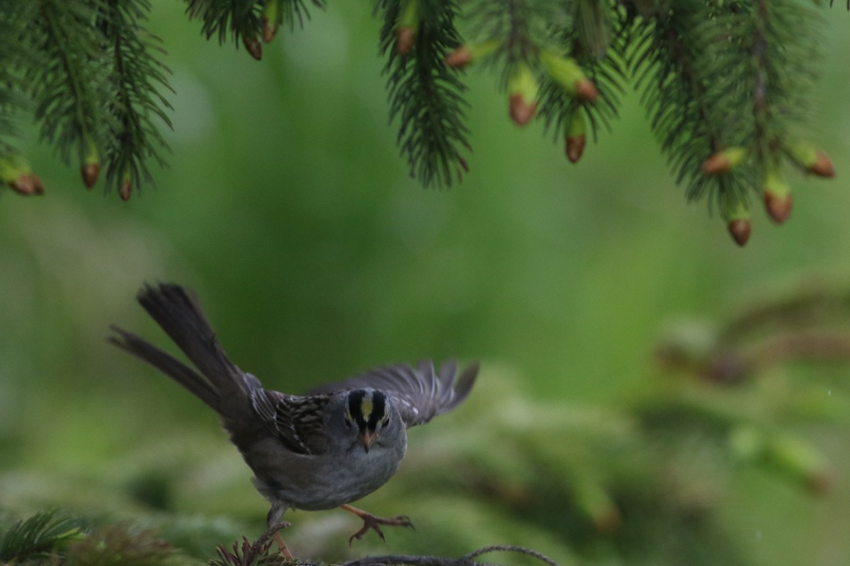 White-crowned x Golden-crowned Sparrow (hybrid) - David Sonneborn