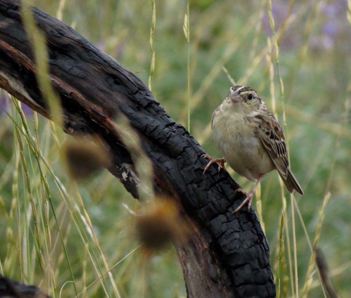 Grasshopper Sparrow - ML243458261
