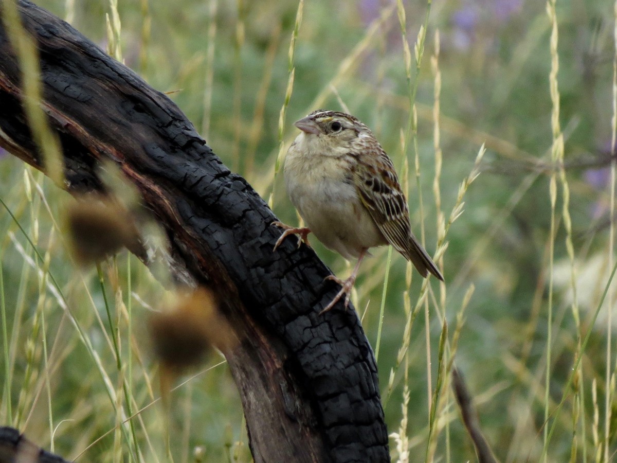 Grasshopper Sparrow - ML243458291