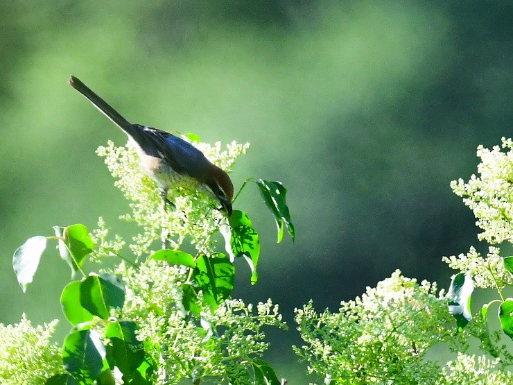 Bull-headed Shrike - ML243458901