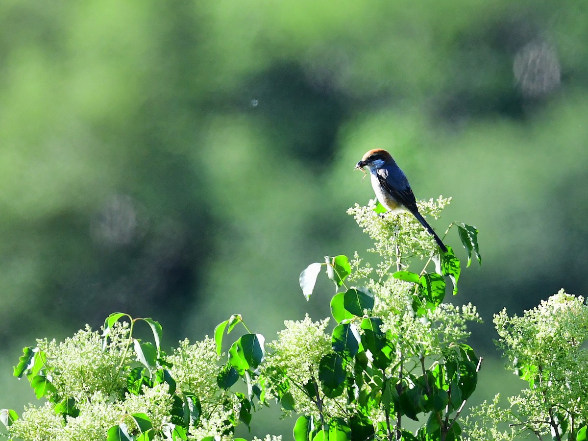 Bull-headed Shrike - ML243458911