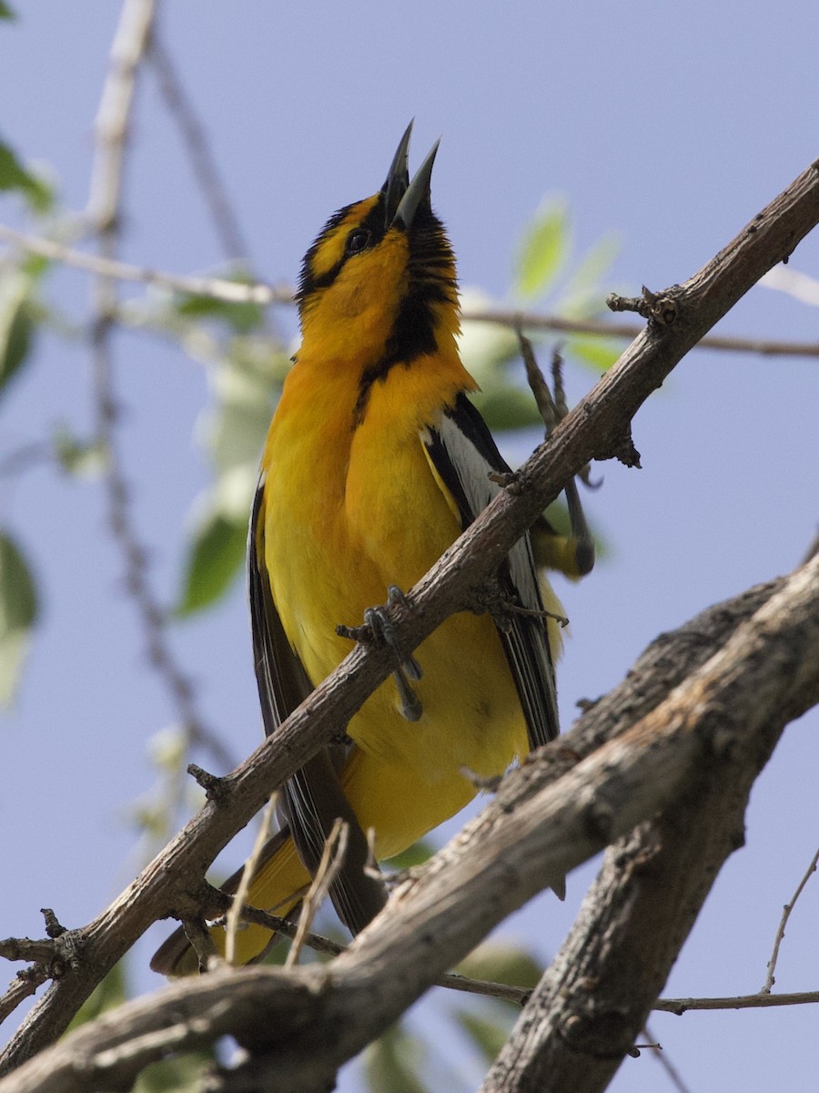 Bullock's Oriole - ML243459421