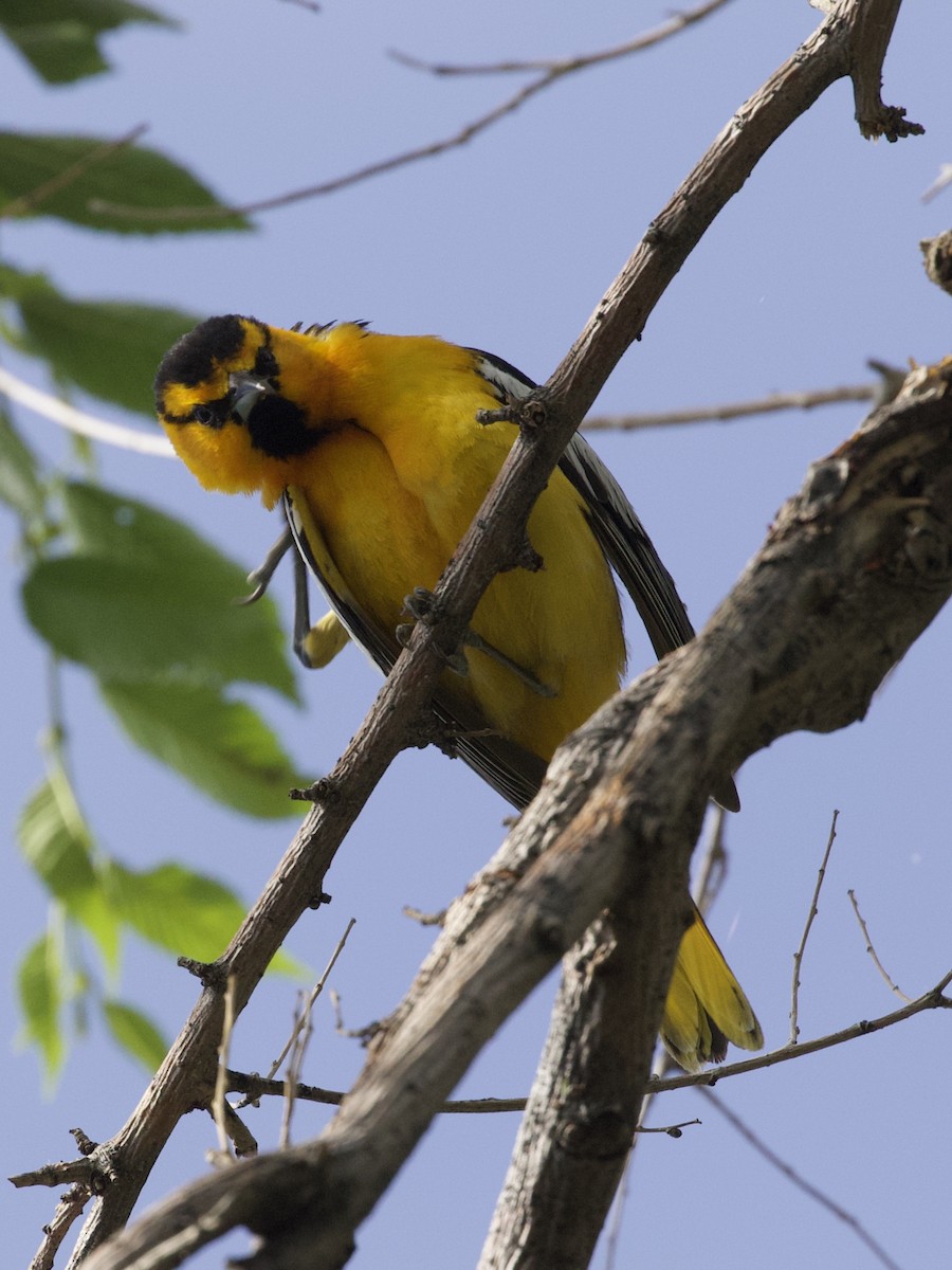 Bullock's Oriole - ML243459431