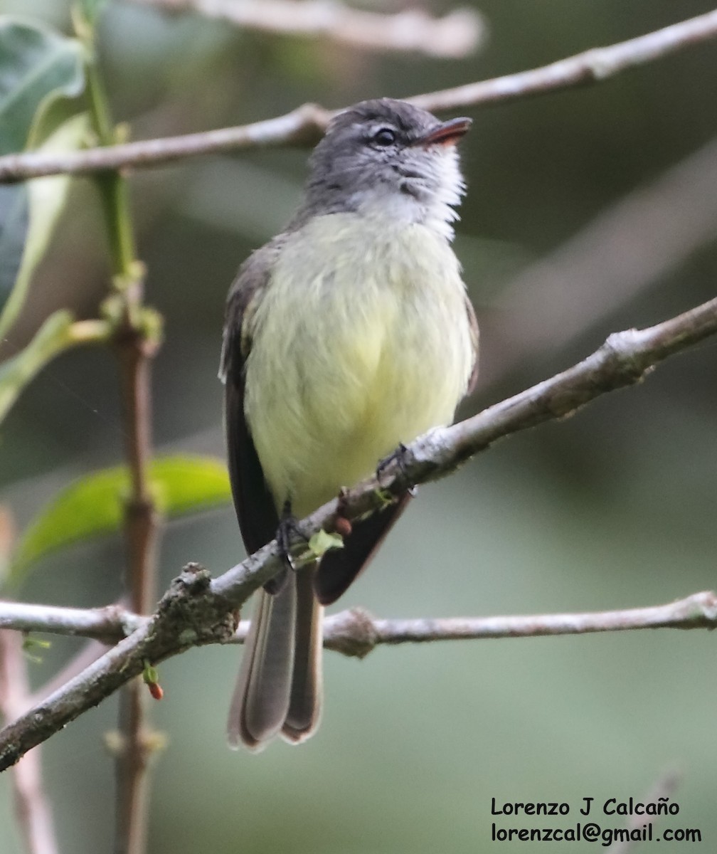 Sooty-headed Tyrannulet - Lorenzo Calcaño