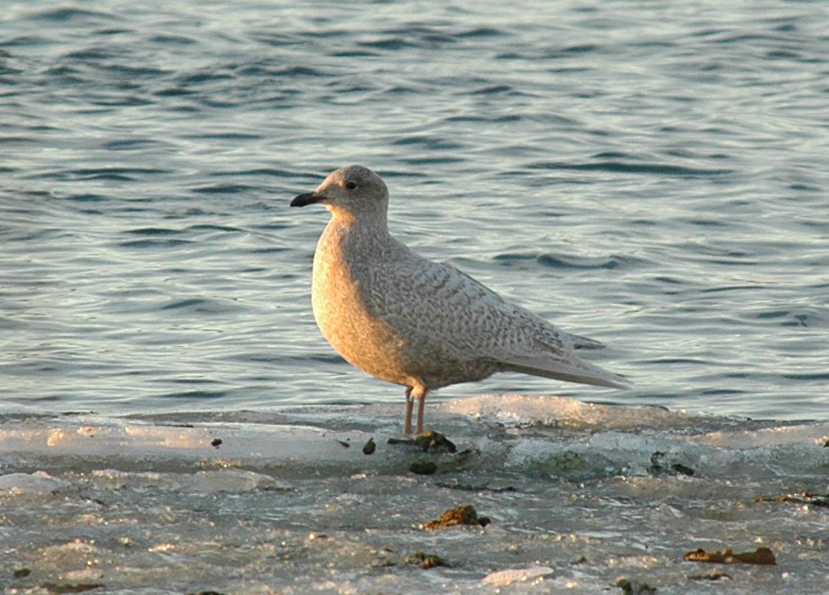 Iceland Gull (kumlieni/glaucoides) - ML24346051