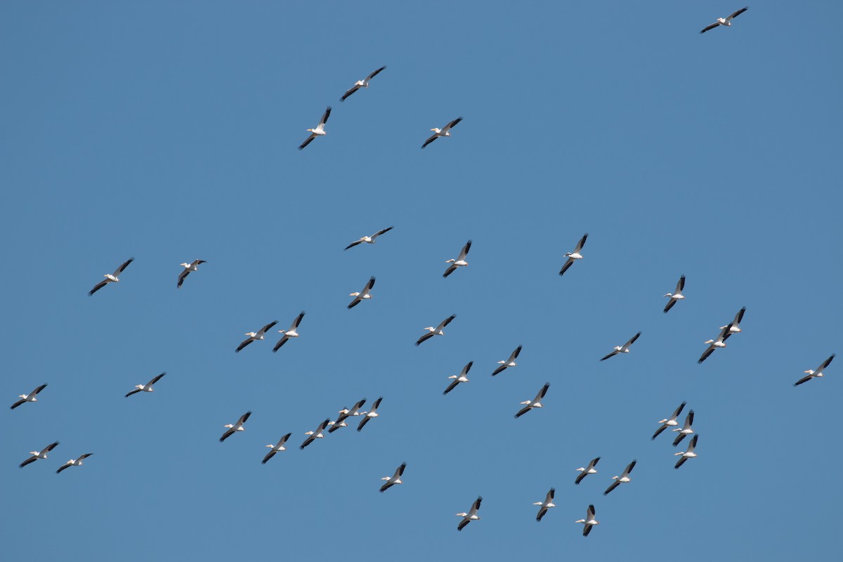 American White Pelican - ML24346181