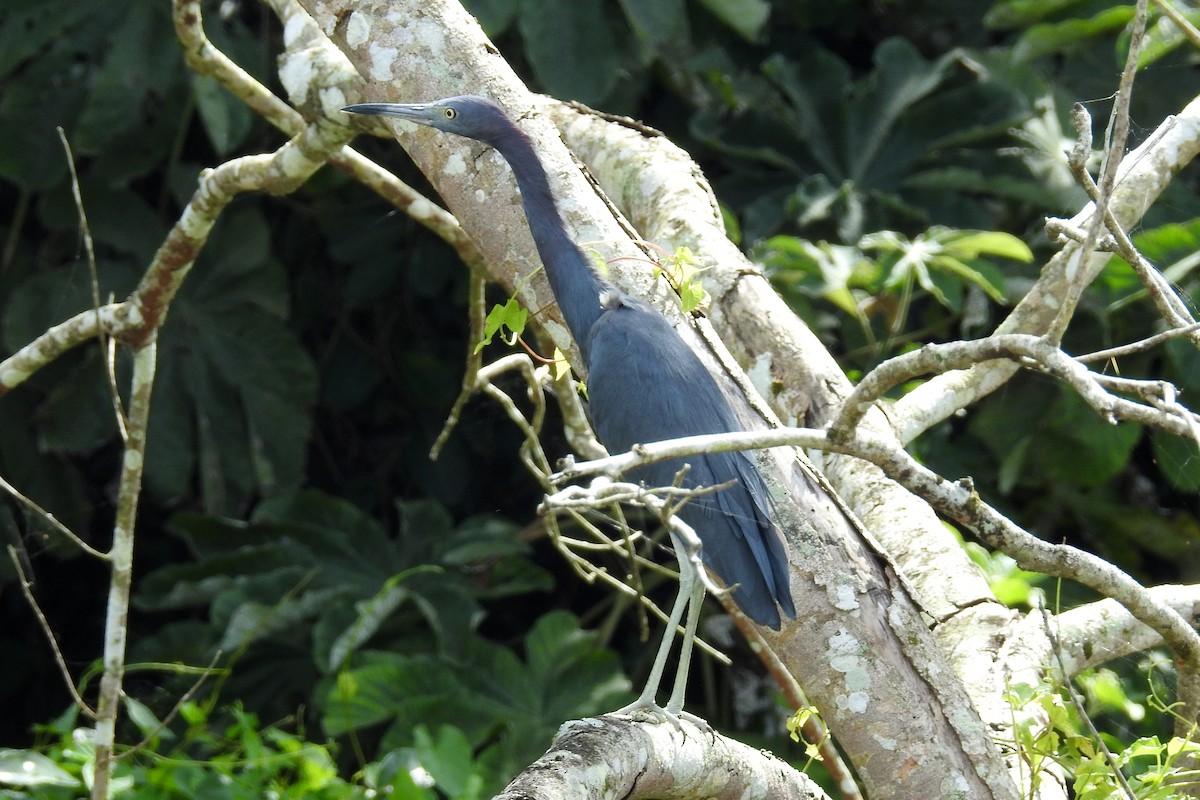 Little Blue Heron - Tom Auer