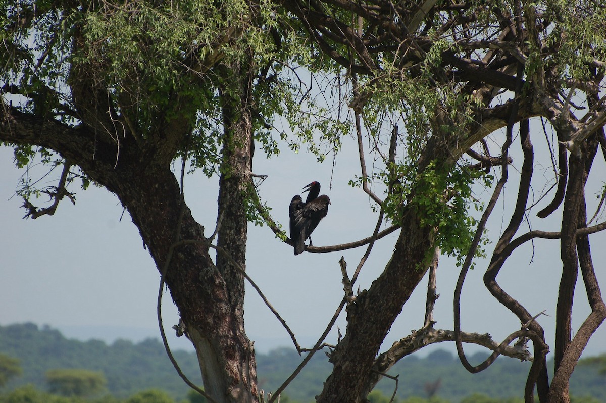 Southern Ground-Hornbill - ML24346301