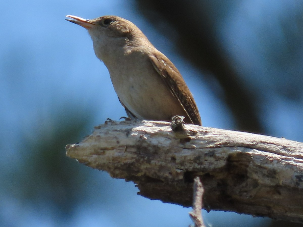 Northern House Wren - ML243464321