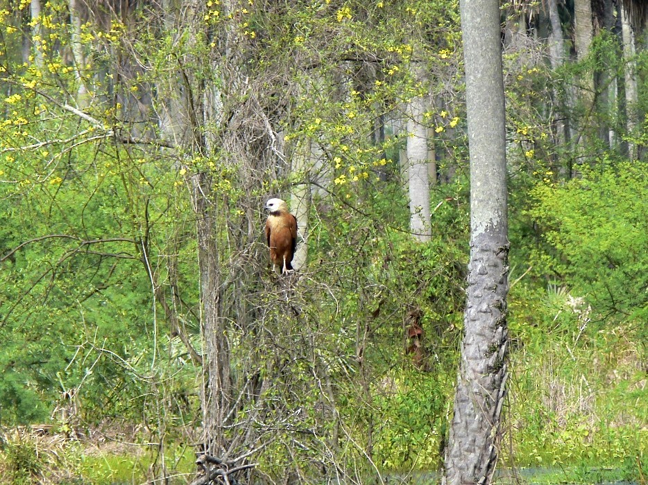 Black-collared Hawk - ML24346691