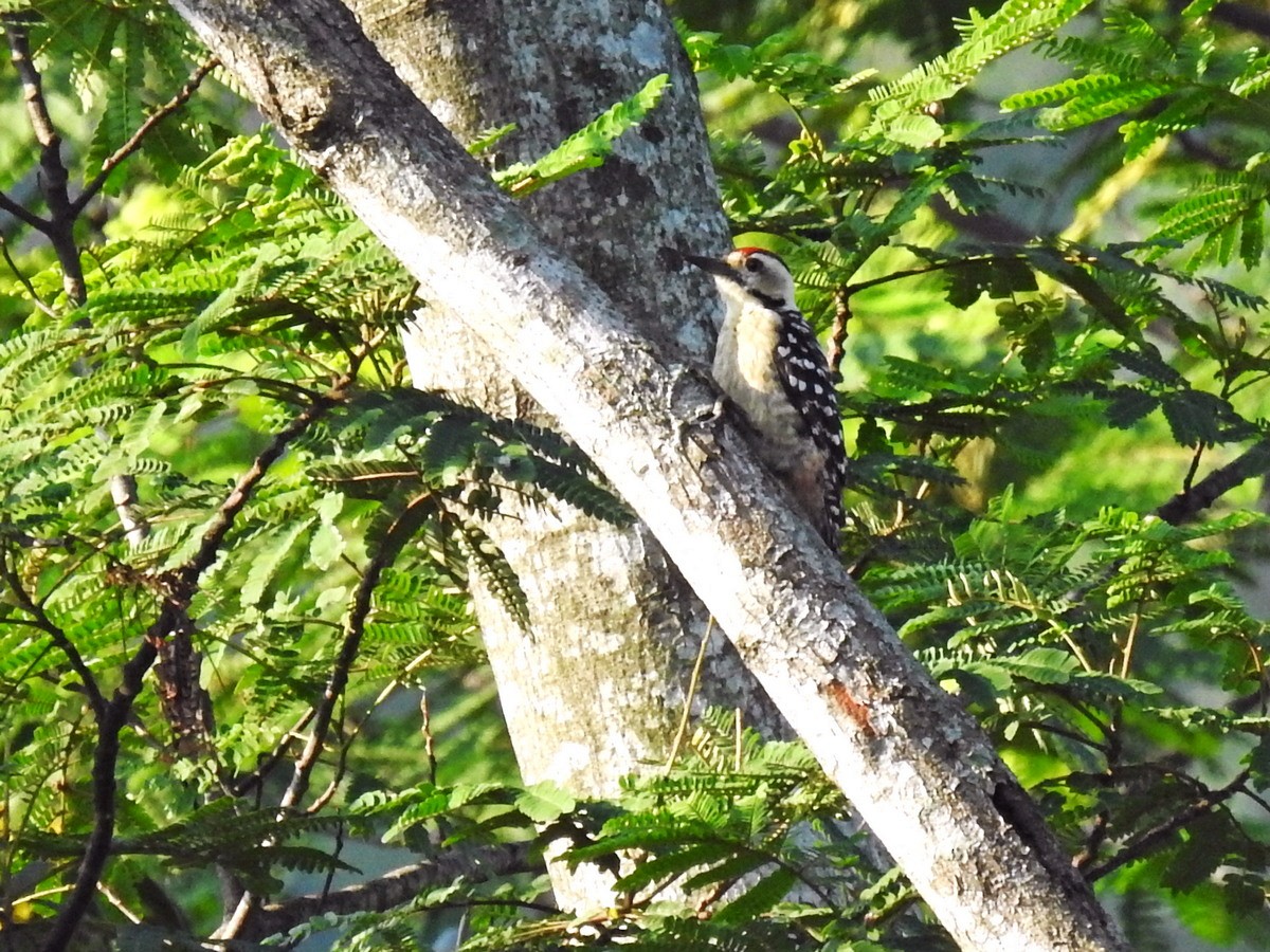 Freckle-breasted Woodpecker - ML243467841