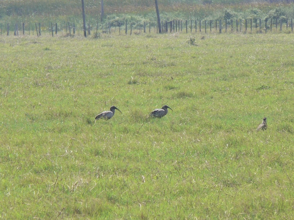 ibis běločelý - ML24346821