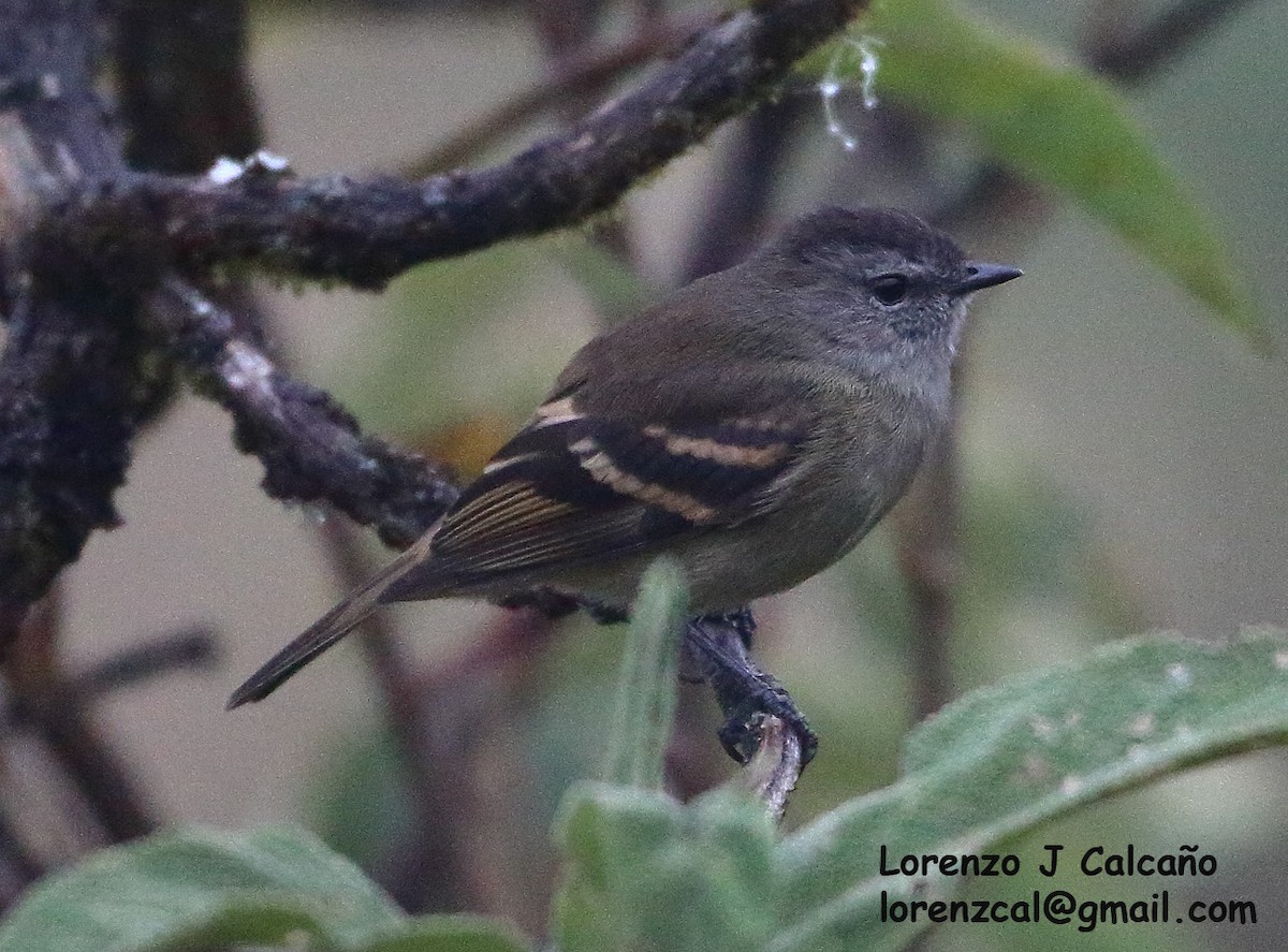 Zimtbürzel-Kleintyrann - ML243469881