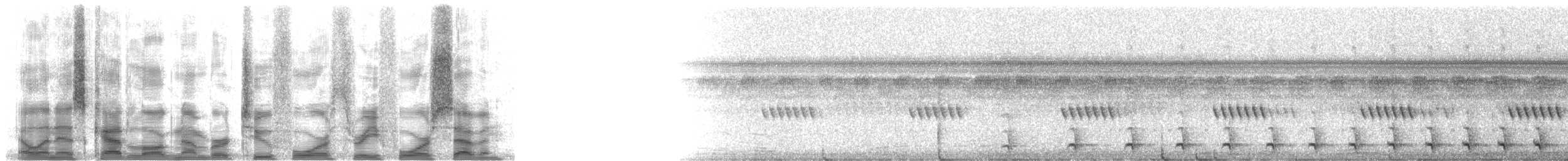 Great Antshrike - ML24347