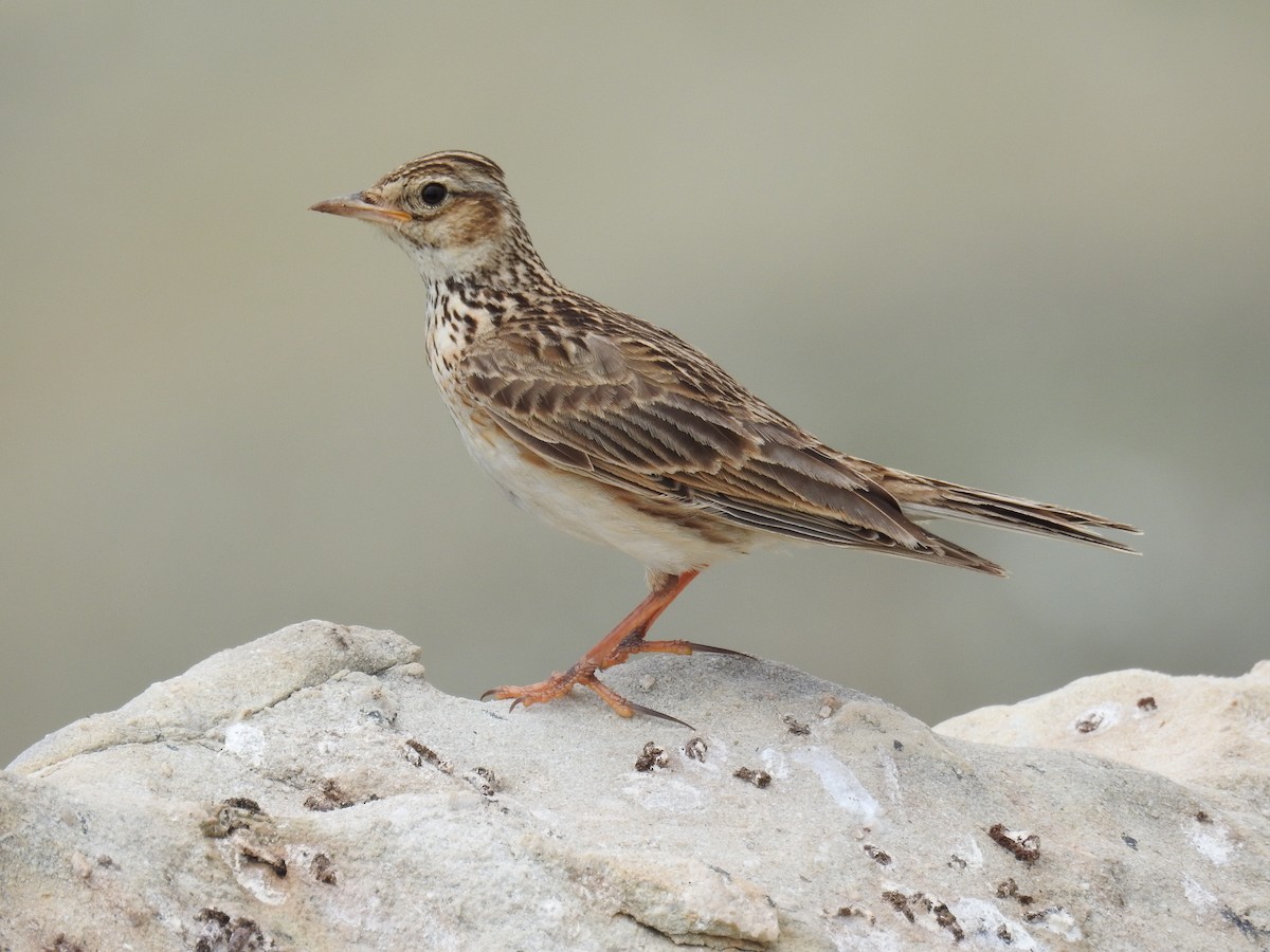 Eurasian Skylark - Güneş Deniz Yıldırım