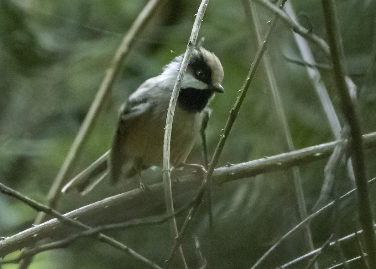 White-cheeked Tit - ML243471051