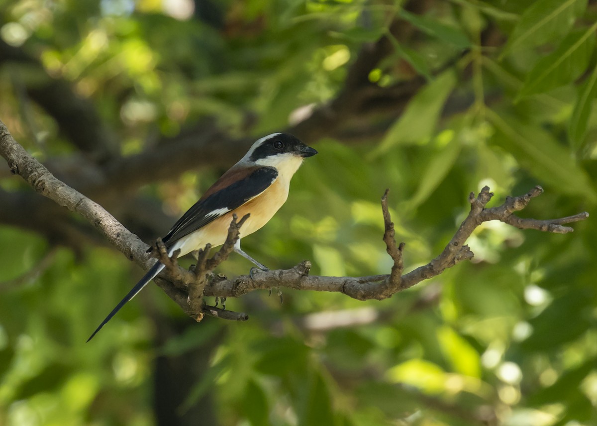 Bay-backed Shrike - ML243471641