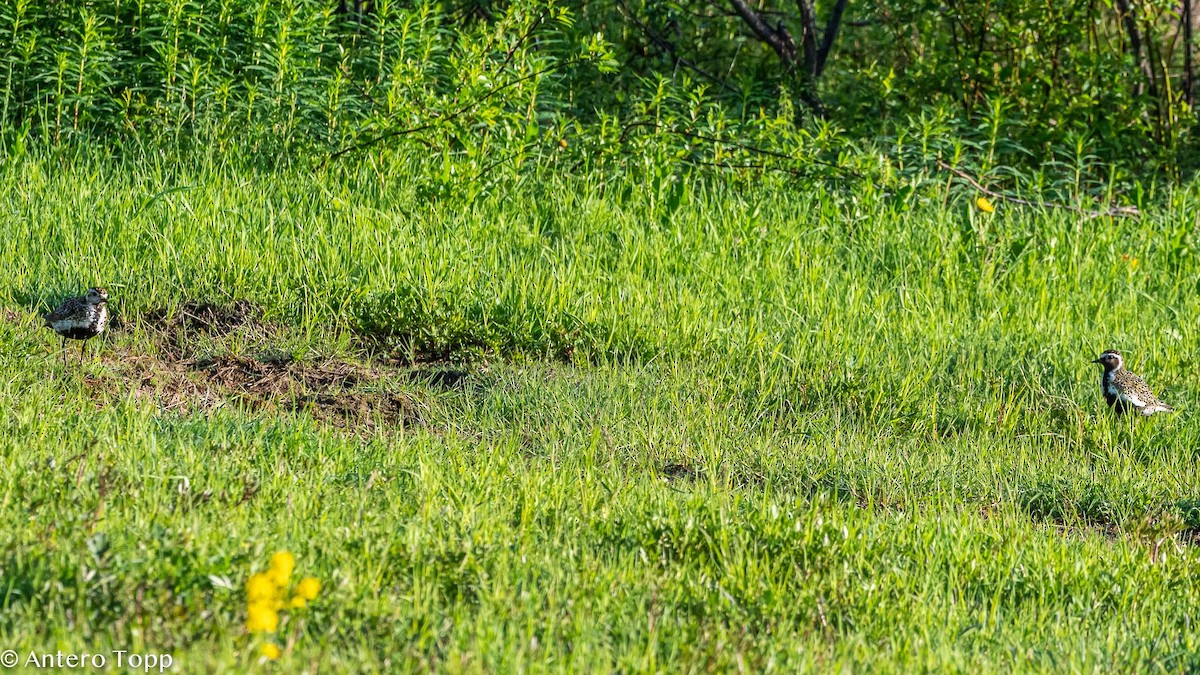 European Golden-Plover - ML243471721