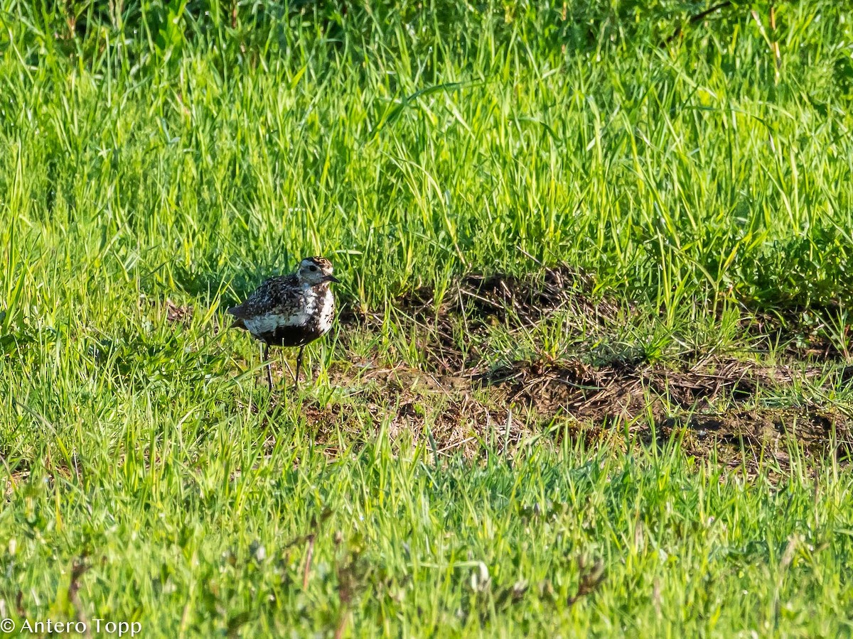 European Golden-Plover - ML243471731