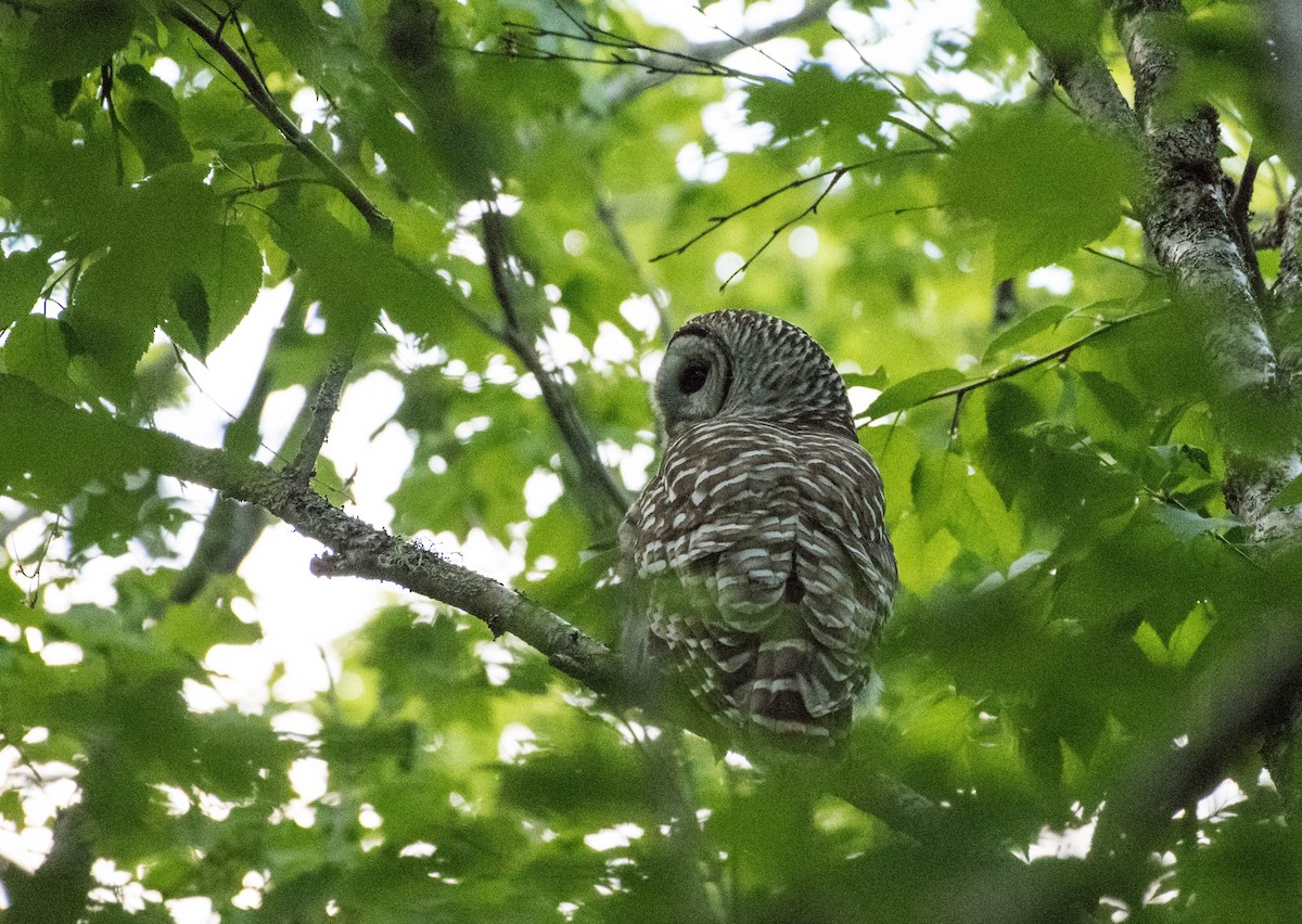 Barred Owl - ML243471811