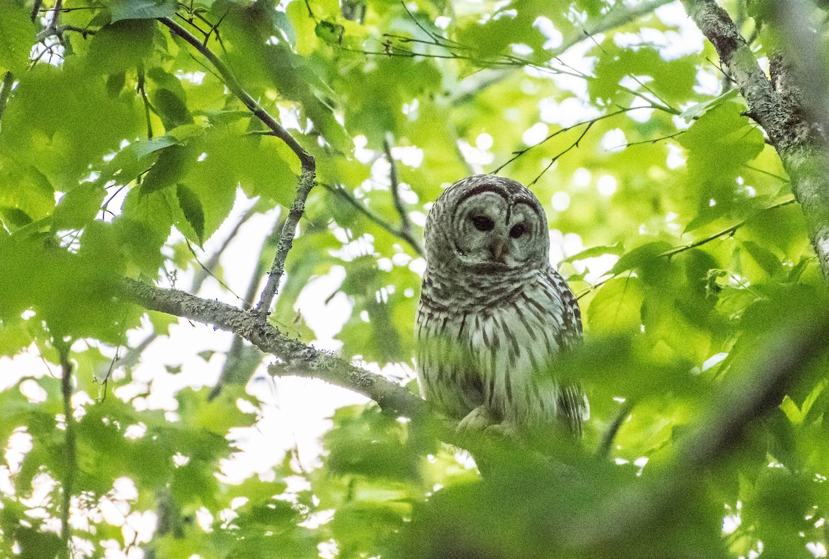 Barred Owl - ML243471861