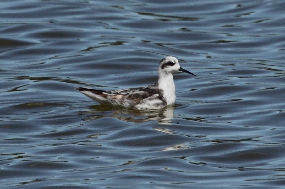 Red-necked Phalarope - ML243472221