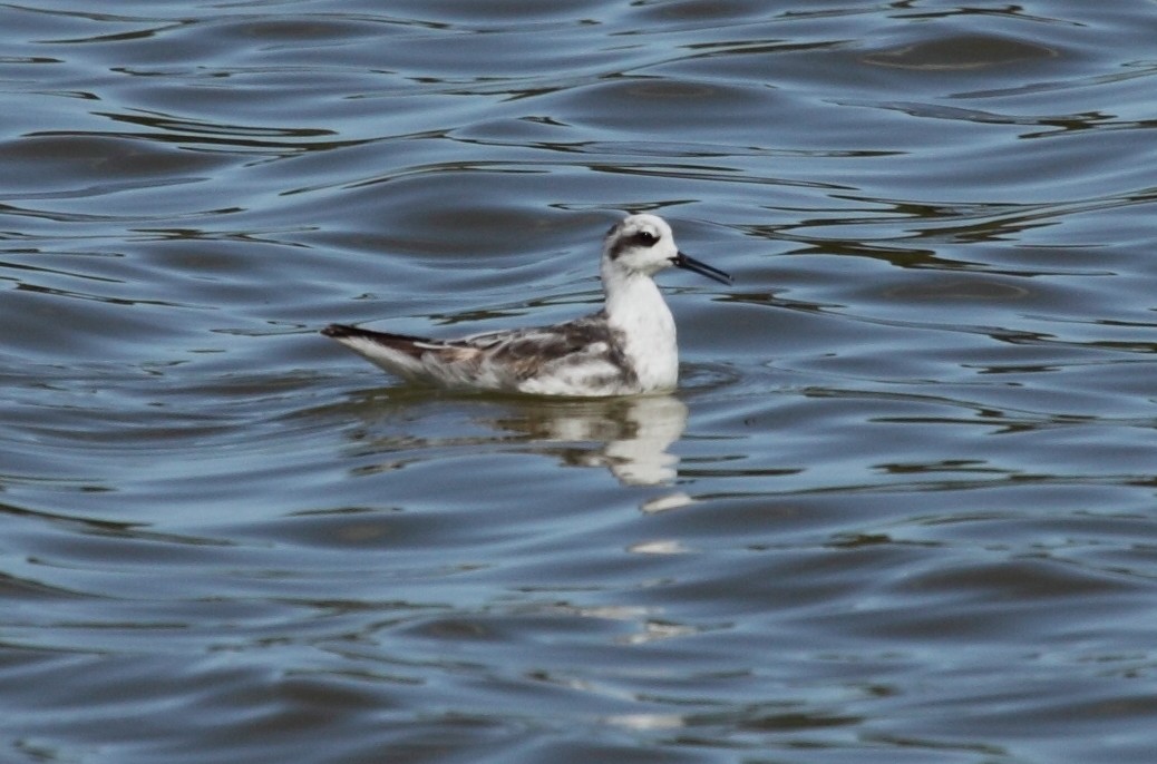 Red-necked Phalarope - ML243472241