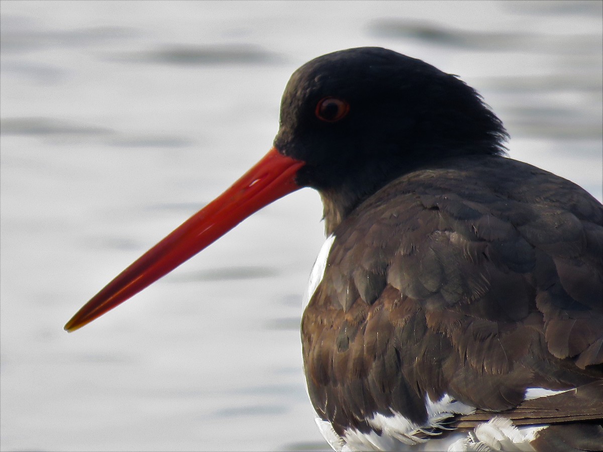 South Island Oystercatcher - ML243472621