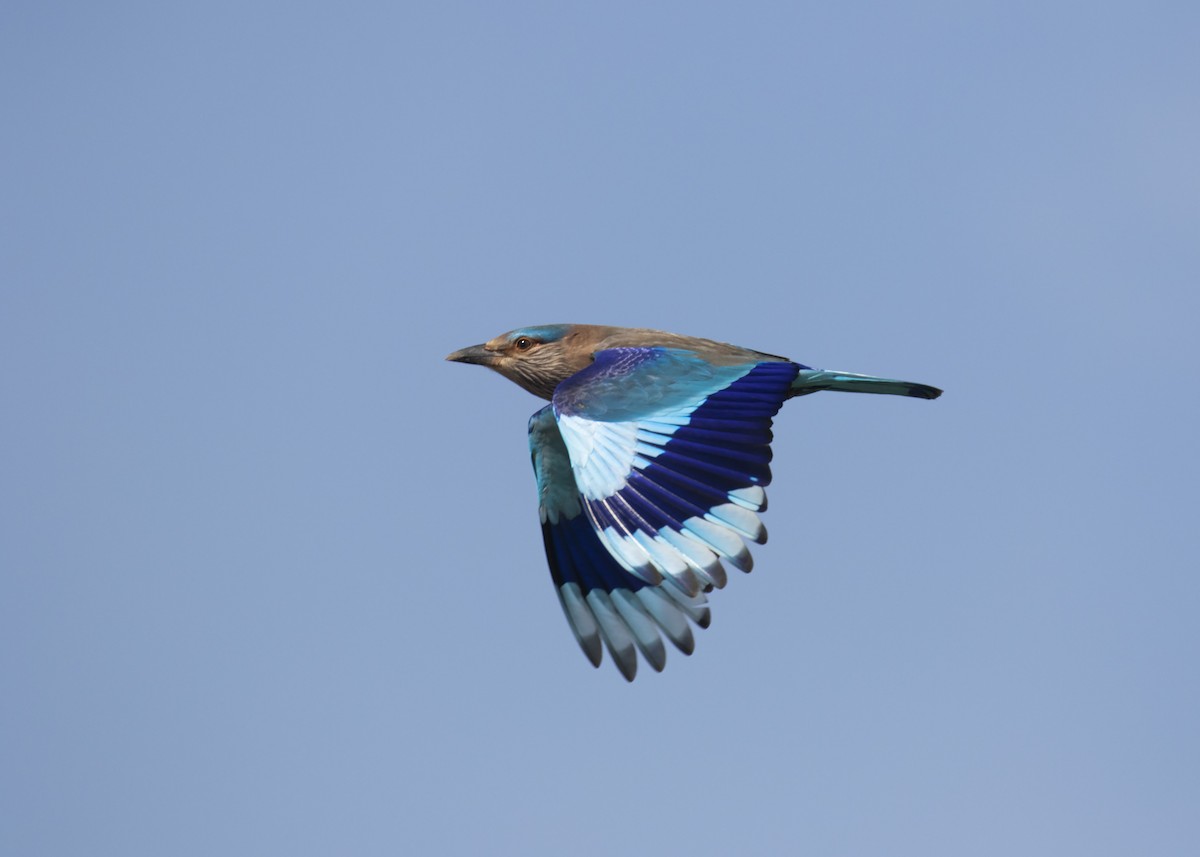 Indian Roller - Celesta von Chamier