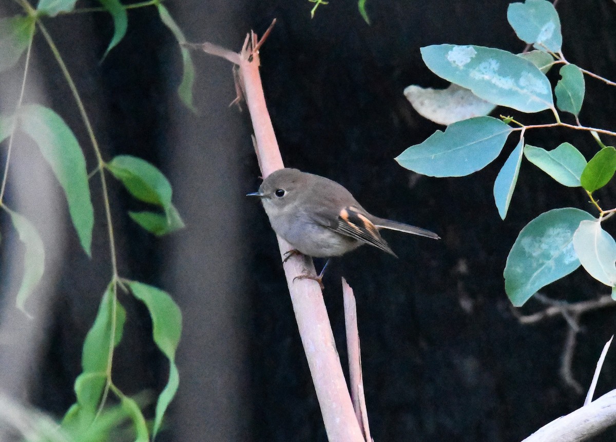 Pink Robin - ML243473291
