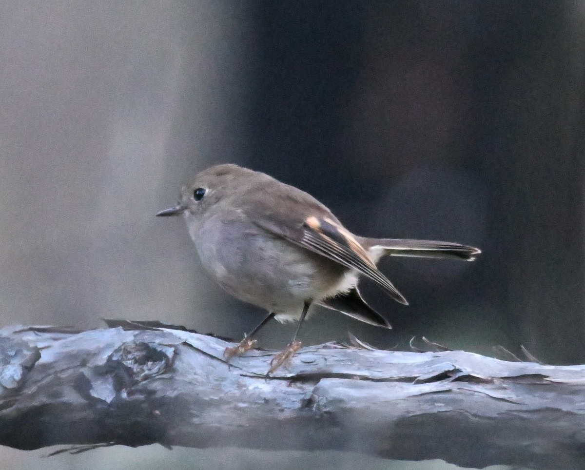 Pink Robin - ML243473311