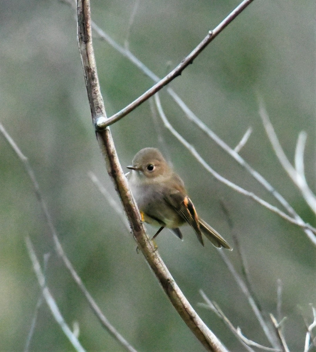 Pink Robin - ML243473321