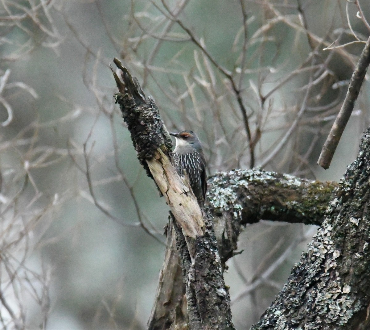 Red-browed Treecreeper - ML243473411