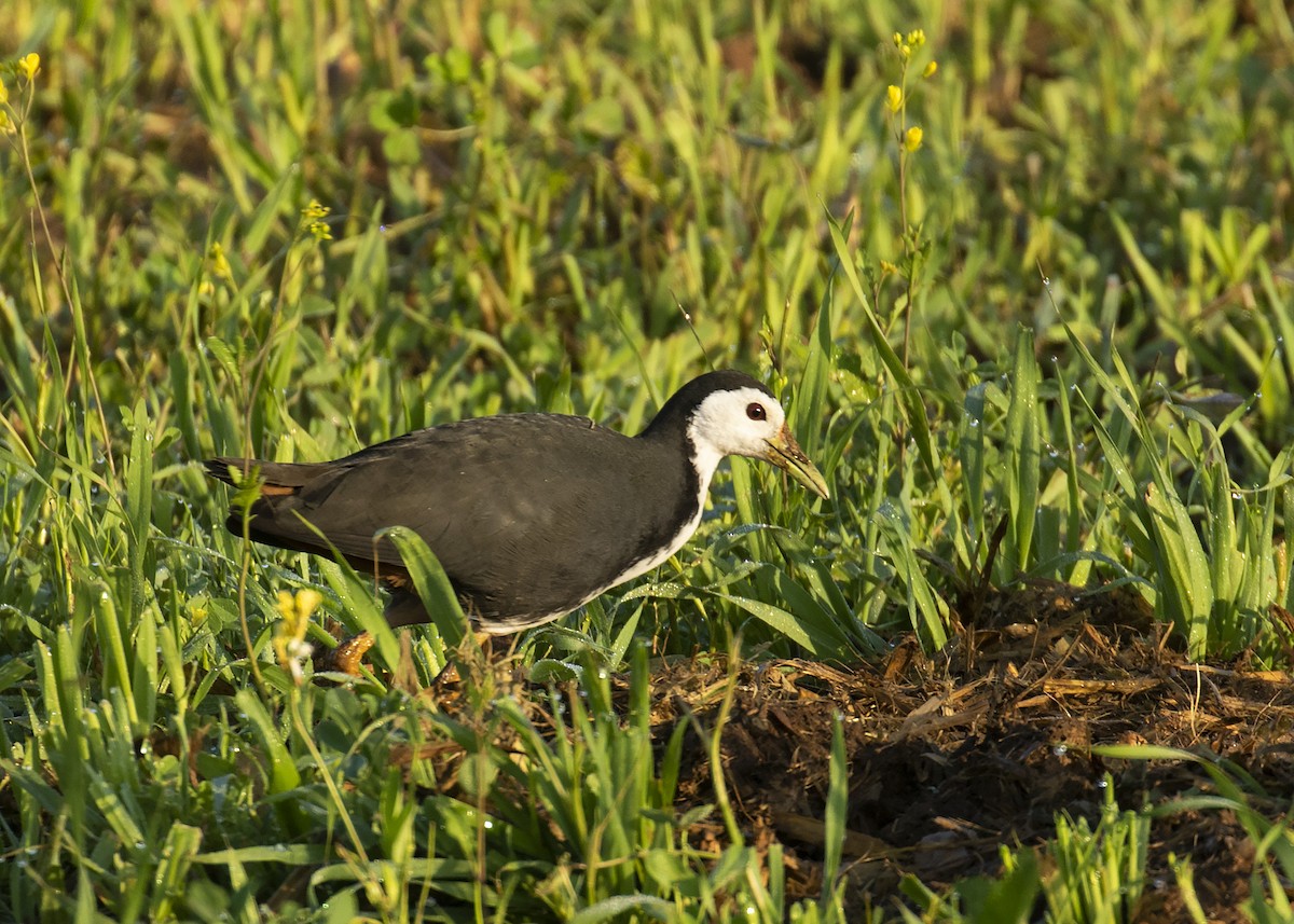 White-breasted Waterhen - ML243474361