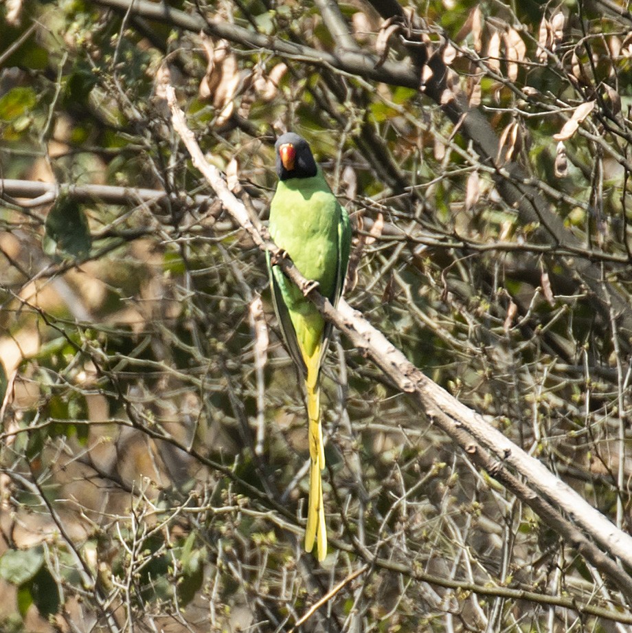 Slaty-headed Parakeet - ML243474391