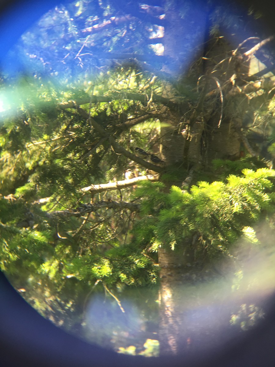 Great Tit - ML243474471