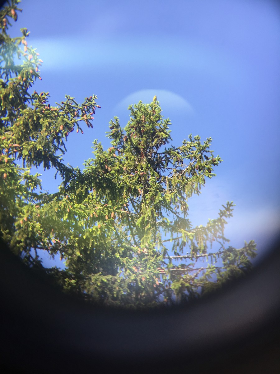 European Greenfinch - ML243474491