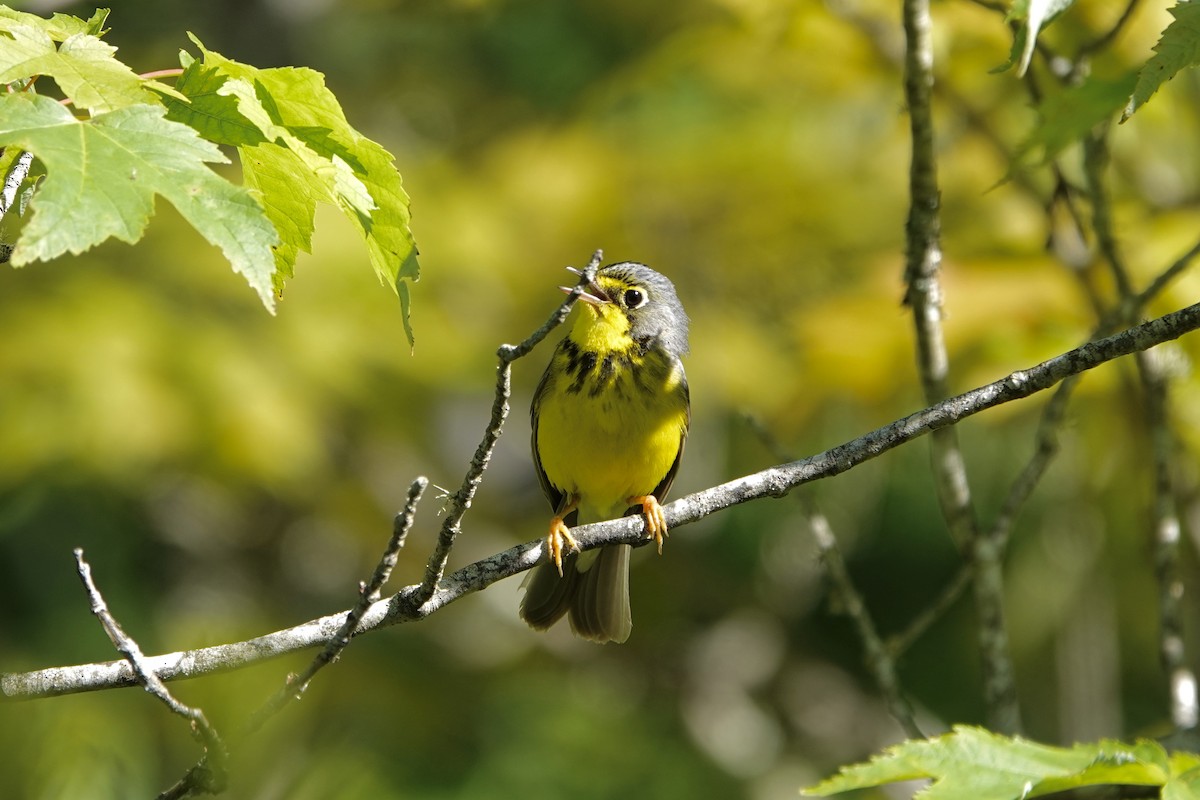 Canada Warbler - ML243475841