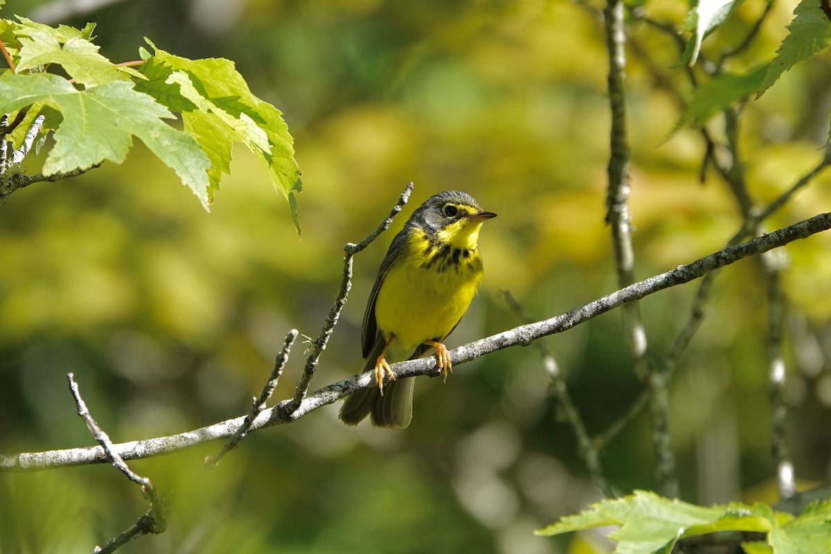 Canada Warbler - ML243475851