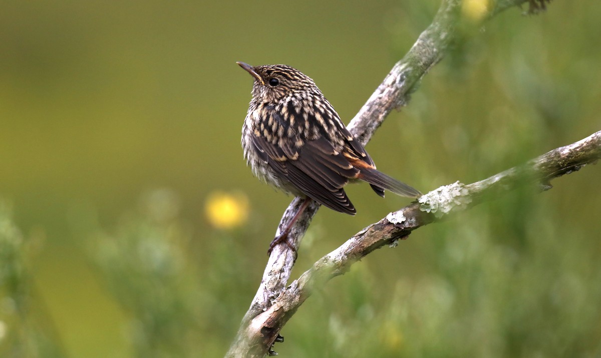 Bluethroat - Daniel López-Velasco | Ornis Birding Expeditions