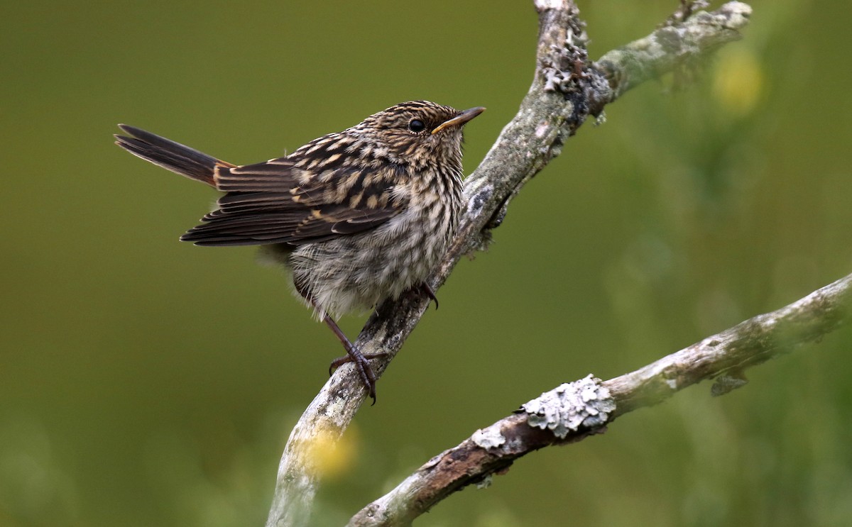 Bluethroat - Daniel López-Velasco | Ornis Birding Expeditions