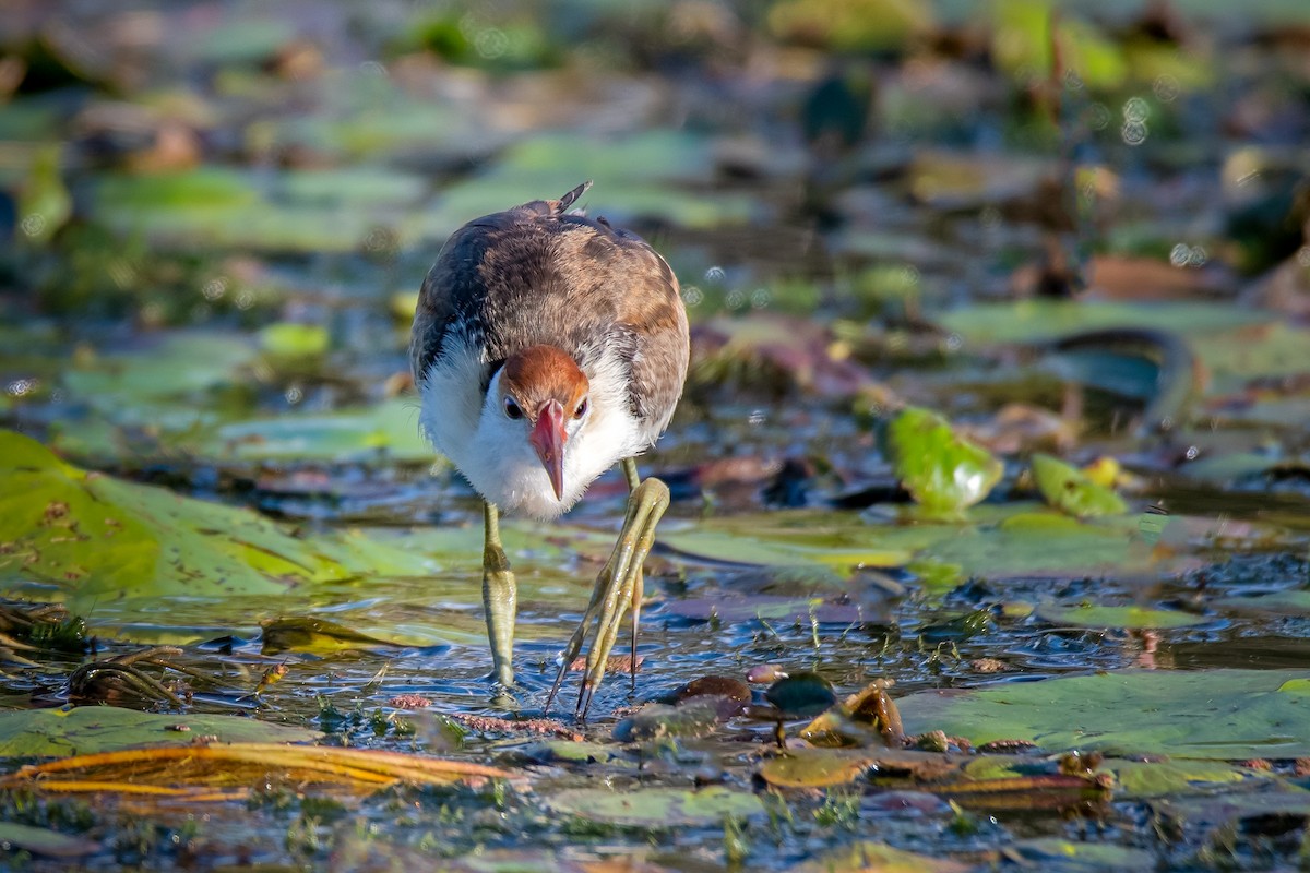 Comb-crested Jacana - ML243478301