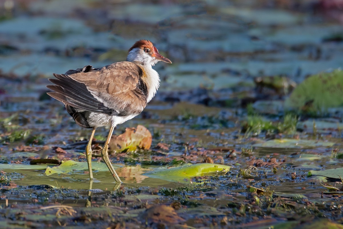 Comb-crested Jacana - ML243478361