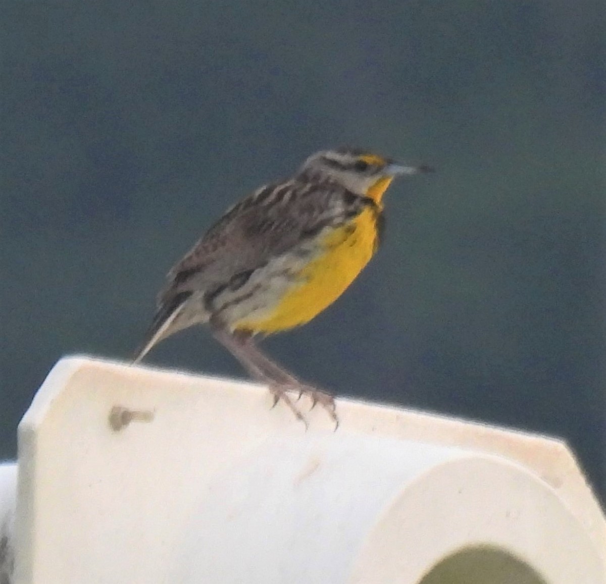 Eastern Meadowlark - ML243479601