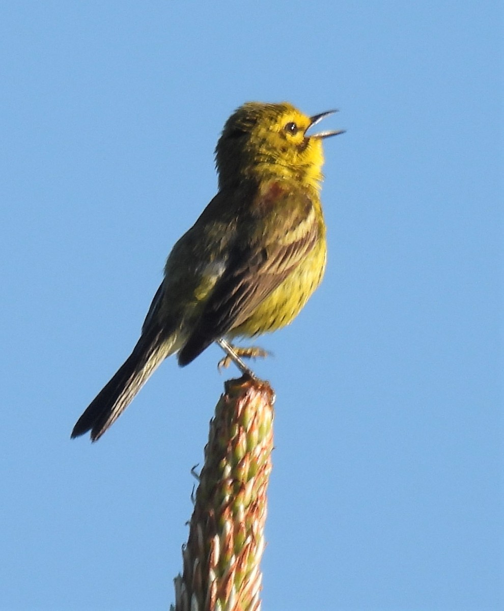 Prairie Warbler - ML243479661