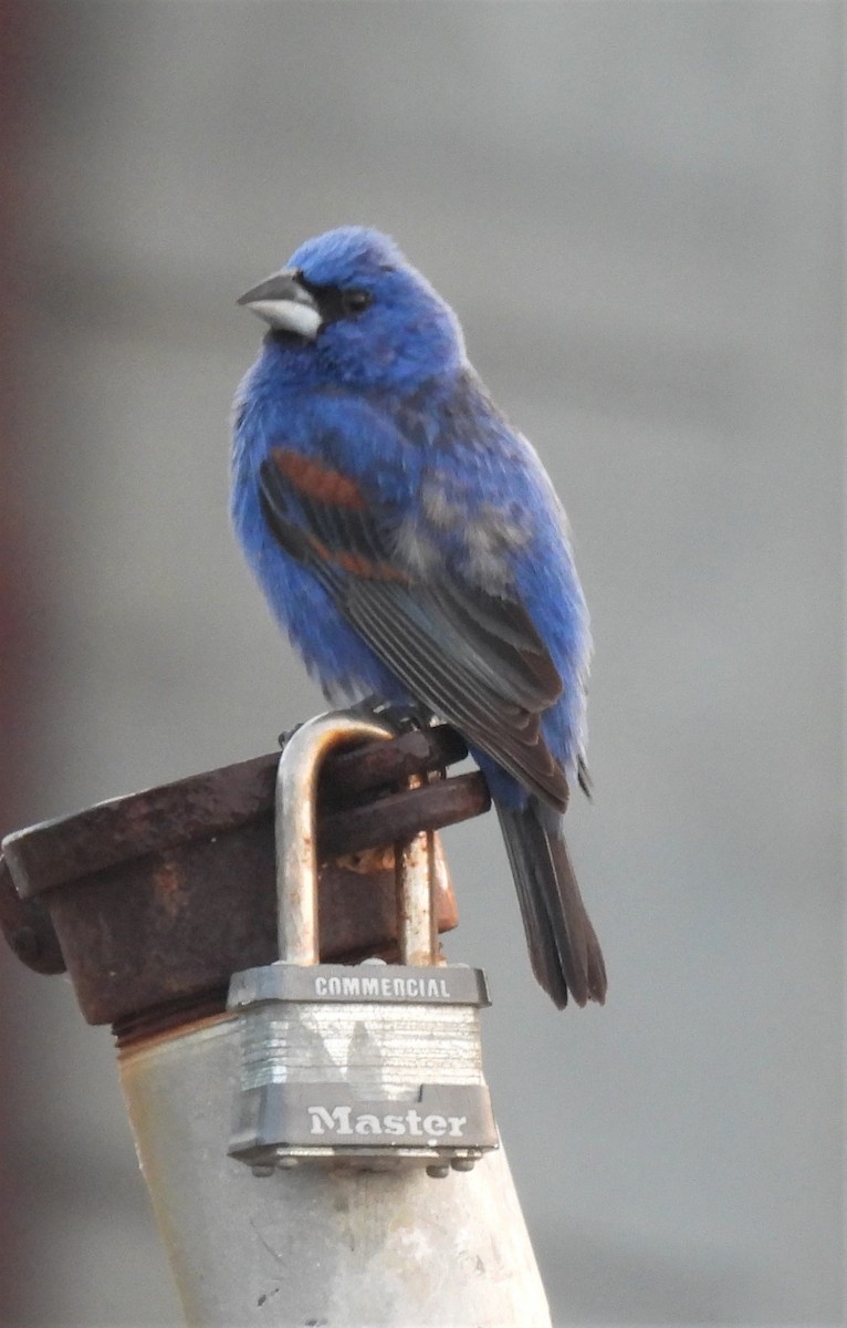 Blue Grosbeak - Michelle Forte